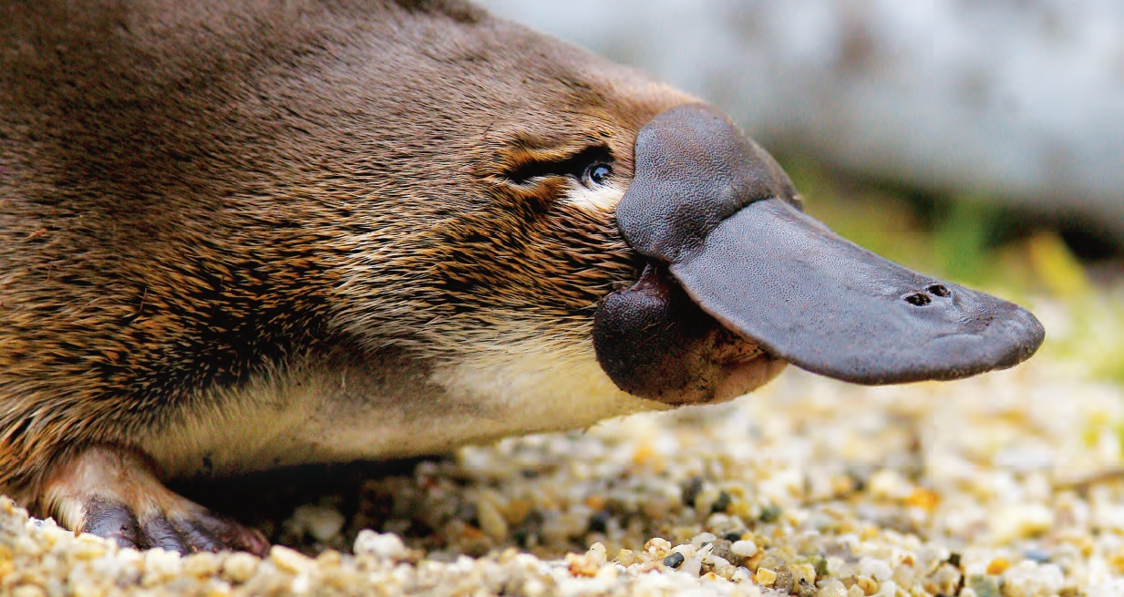 platypus.jpg