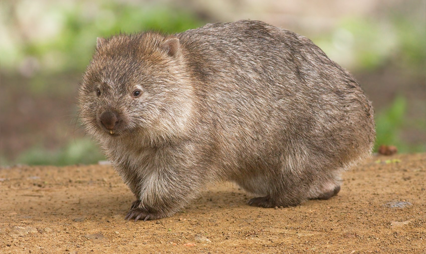 wombat_nature.jpg