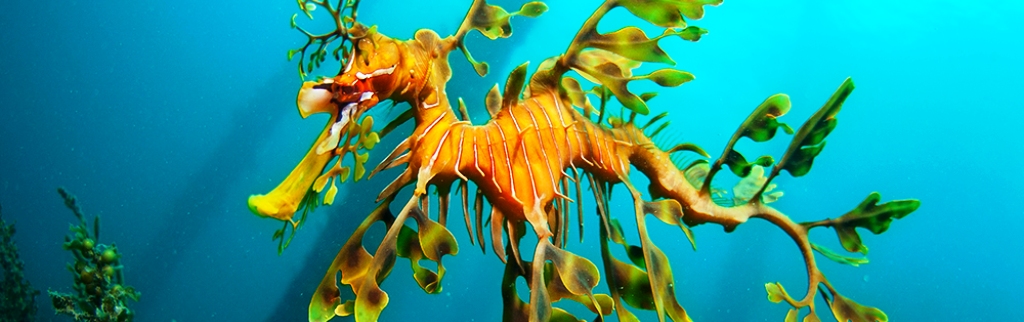 leafy-seadragon2.jpg