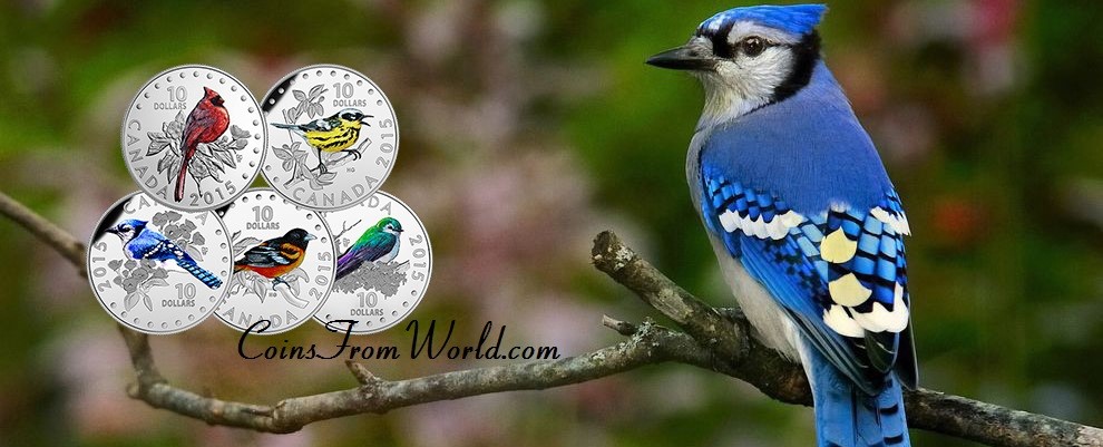 blue-jay-on- baner_1.jpg