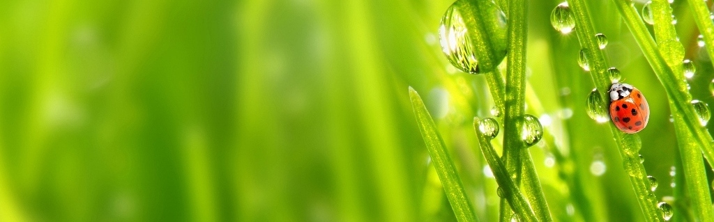 ladybug-grass-1.jpg